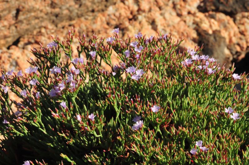 Limonium contortirameum